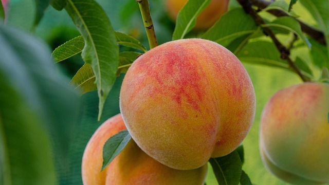 Fresh peaches in wooden boxes; growing peaches from seed shown naturally.