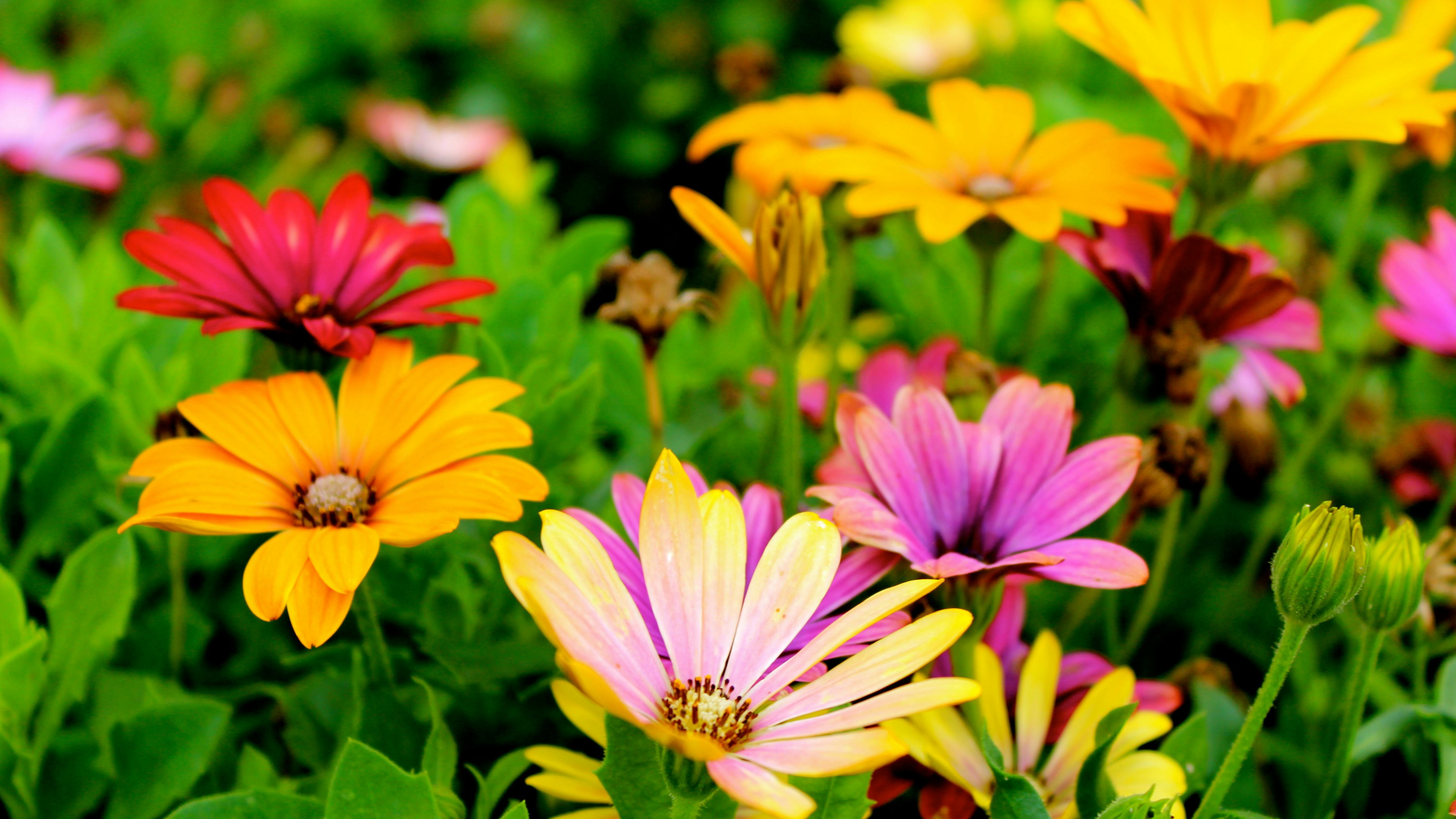 Jars of sweet sorghum syrup on a rustic table background.