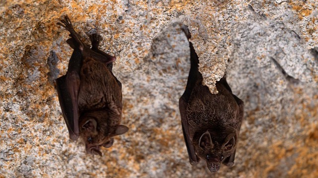 Omaha homeowners caring for bats, bat resting on gloved hand