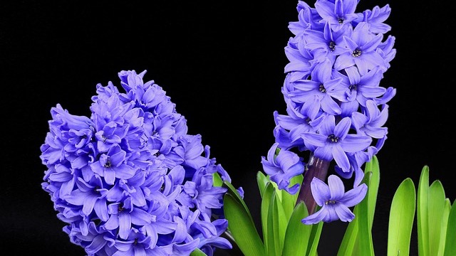 Modern Landrace Gardening