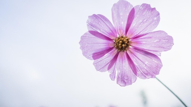 Best Flowers for Cutting Gardens
