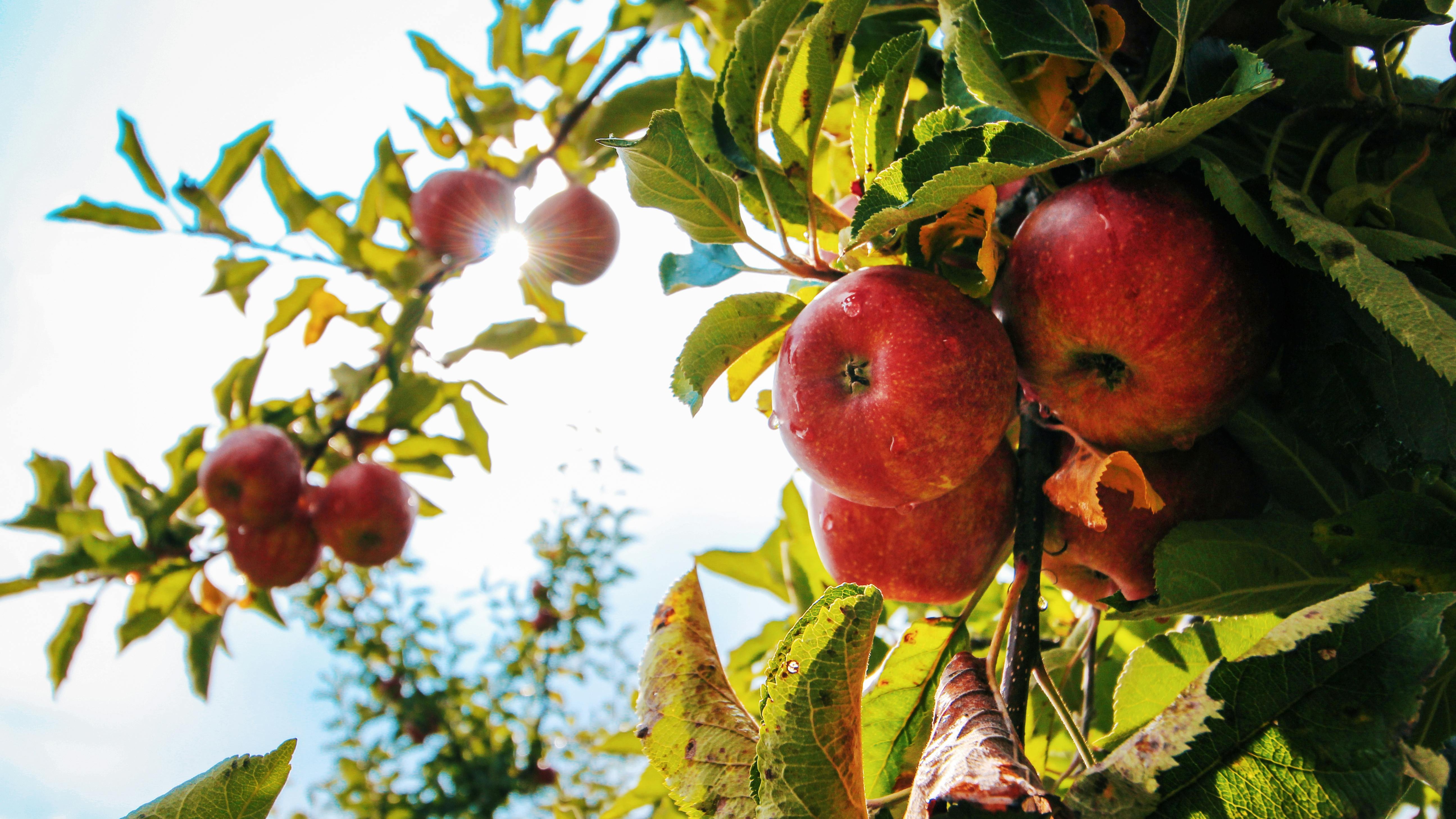 Family-Friendly Apple Orchards Near Omaha with happy kids picking apples.