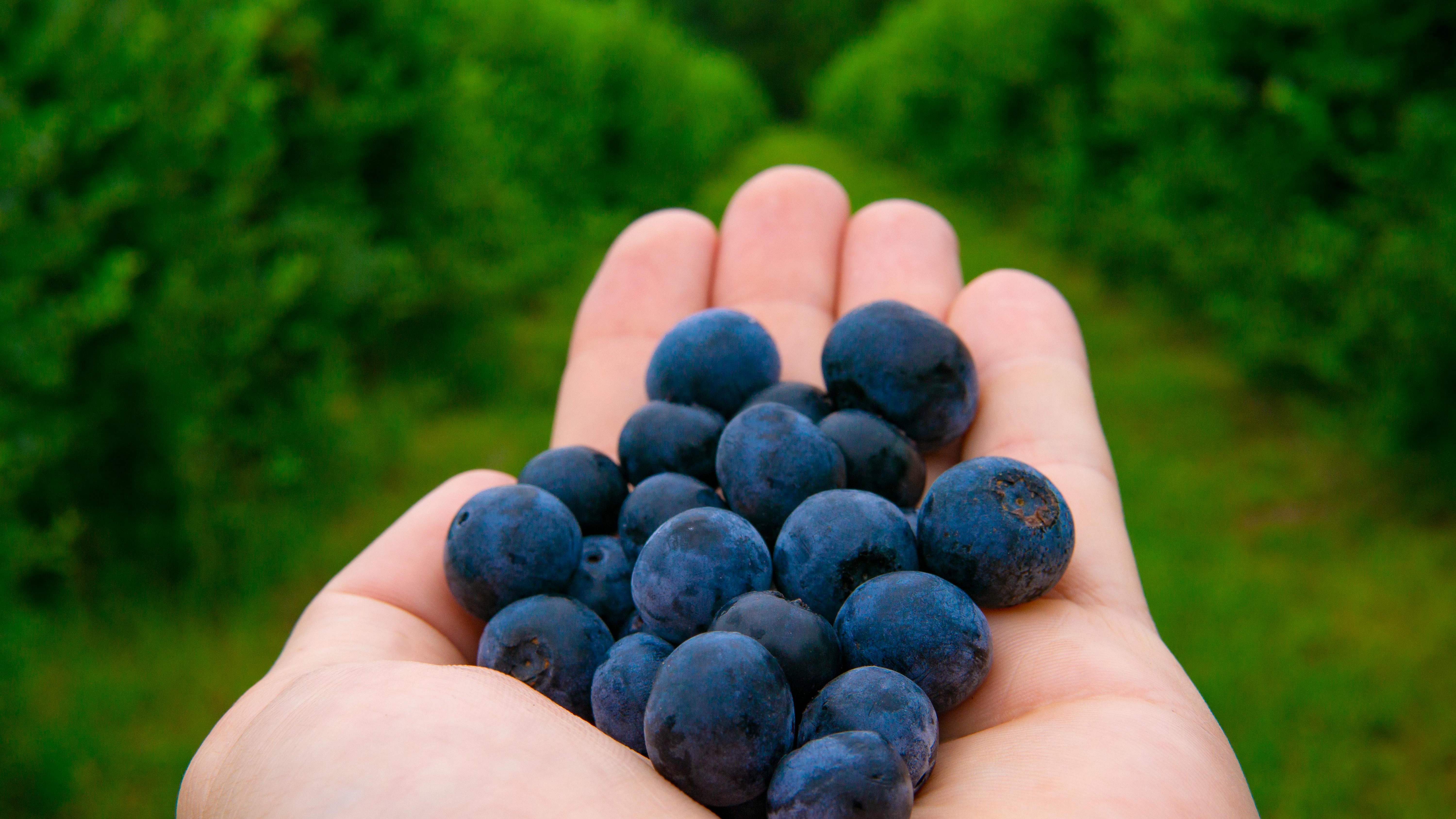 Hand picking ripe strawberries in Omaha, close up view.