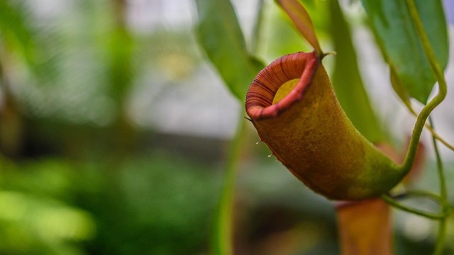 Diverse carnivorous plants in Omaha showcasing unique forms.