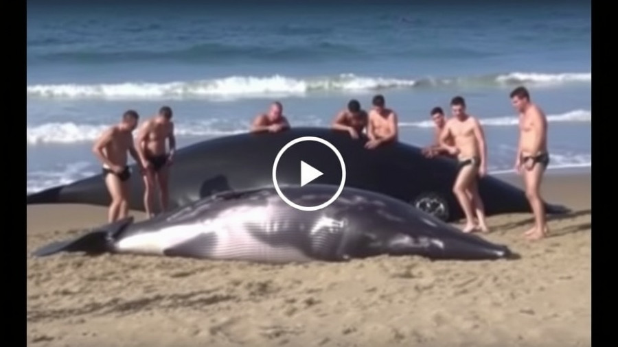 Good Samaritans Stripped Down to Briefs to Rescue 3 Stranded Whales on Canadian Beach (WATCH)