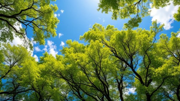 Serene forest canopy with blue sky, highlighting investing in planetary health.