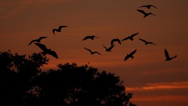 Flying foxes at twilight over an Australian town.