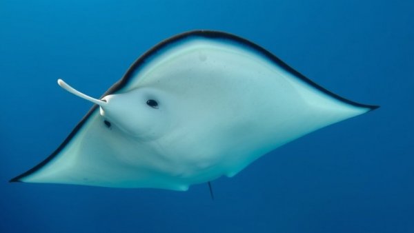 Global agreement protects endangered shark and ray species, showcasing a graceful marine ray.