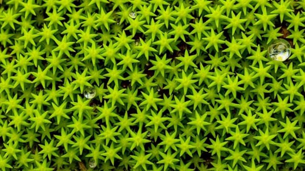 Close-up of vibrant green star moss, showing intricate texture.