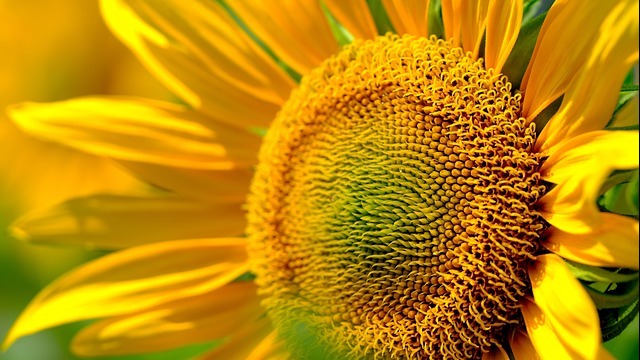 Breaking Free from Other People’s Expectations: Vibrant sunflower with motivational sticky note.