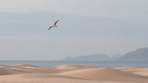 Serene coastal scene with seagull flying overhead.