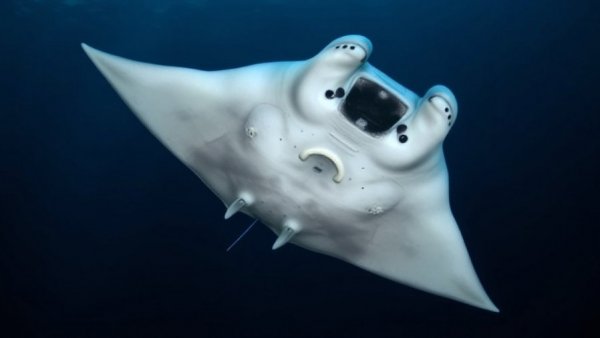 Majestic manta ray swimming in dark ocean, symbolizing resilience.