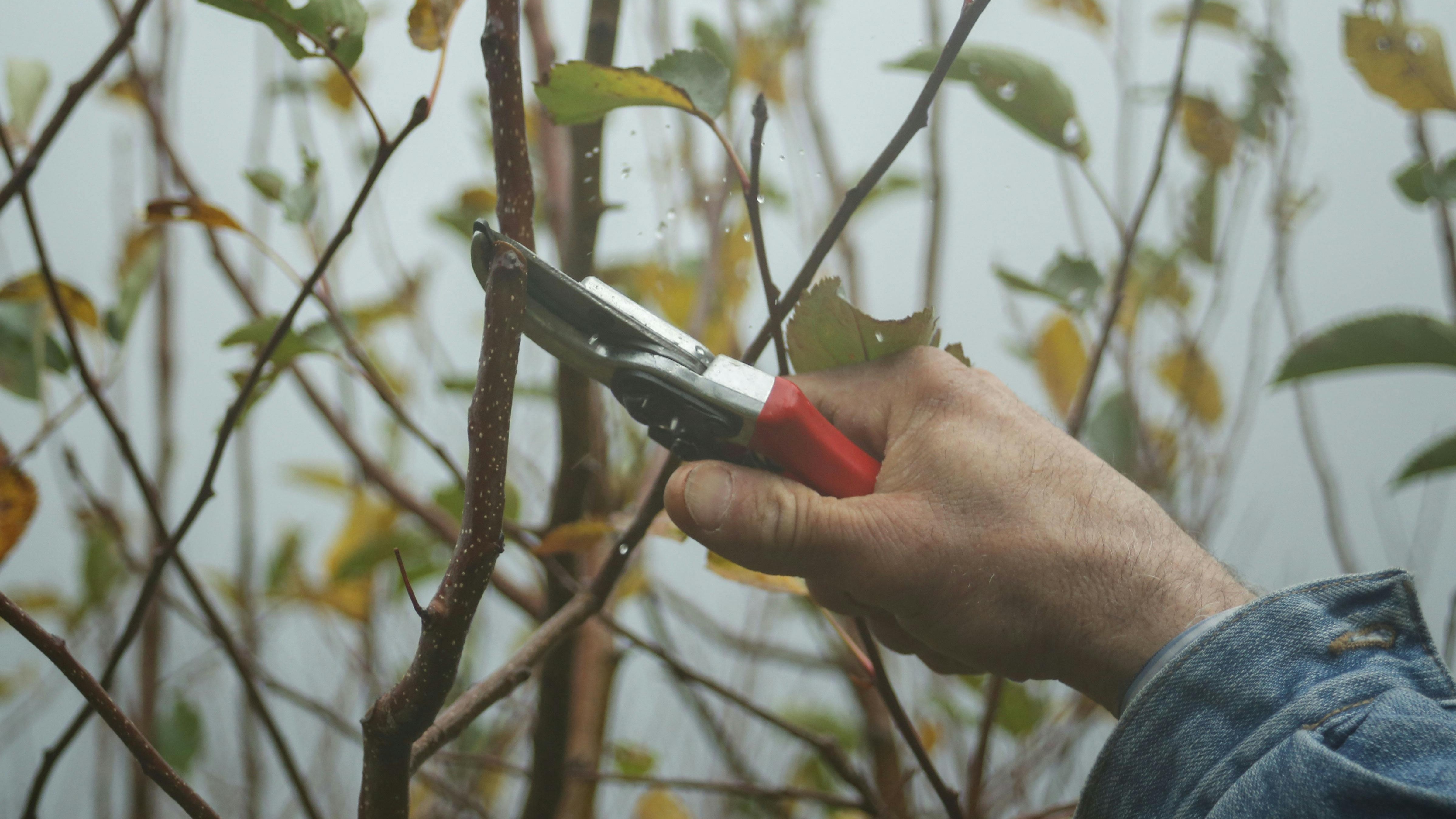 Woman pruning tree branches for sustainable home design and tree health.