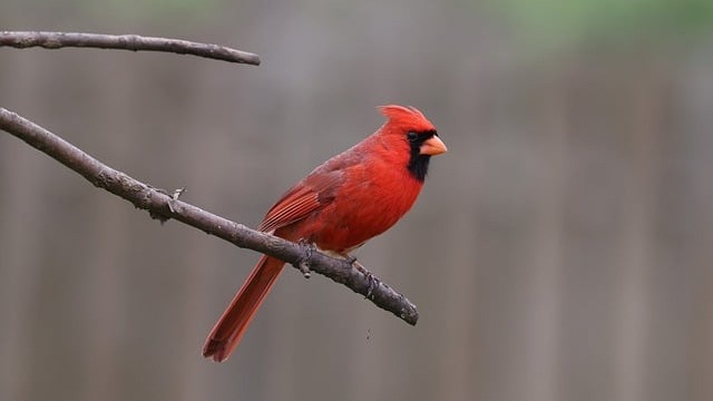 Bright yellow bird on a green bird feeder in February.