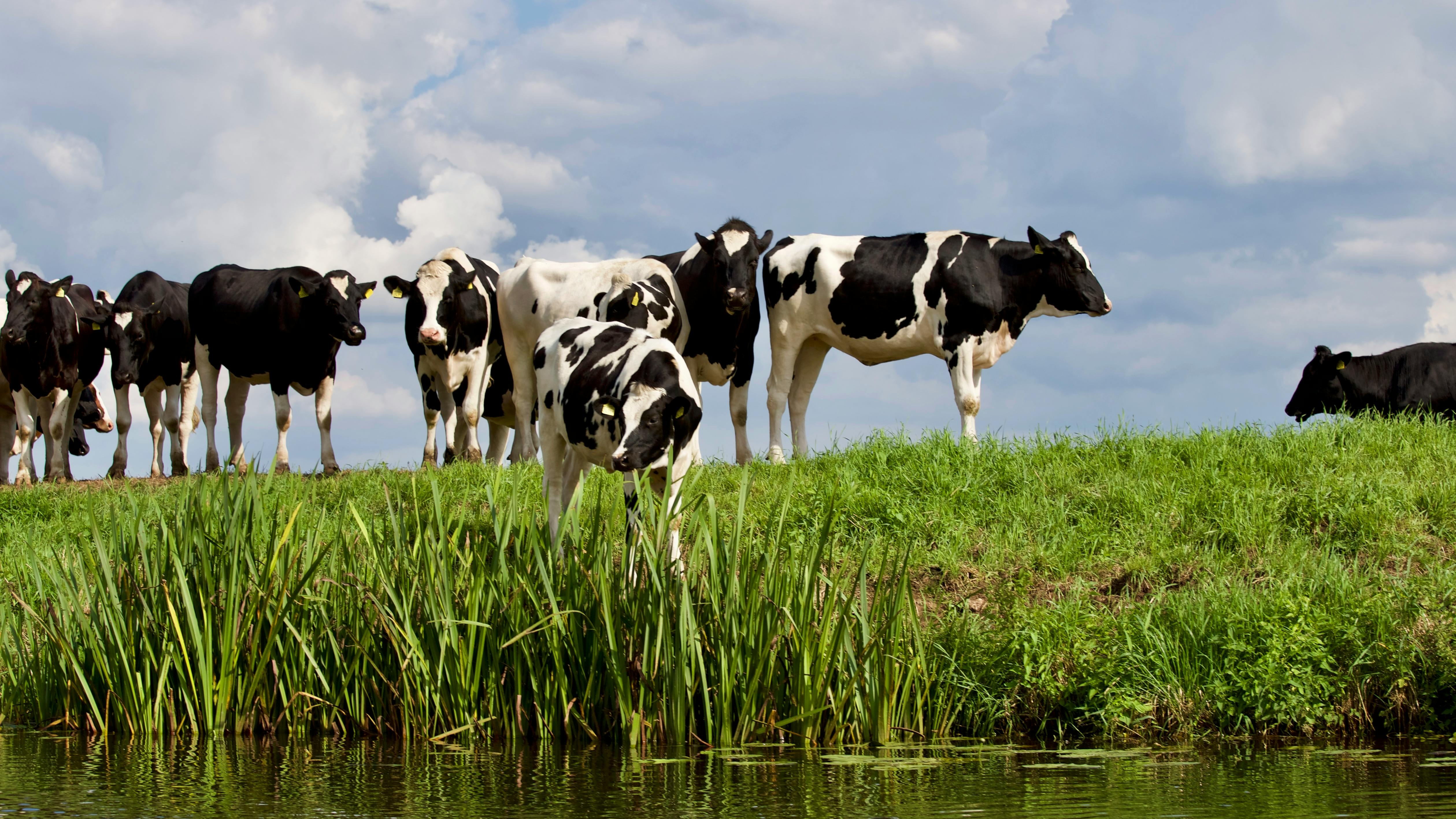 Holstein cows grazing in a field near a pond with bullrushes
