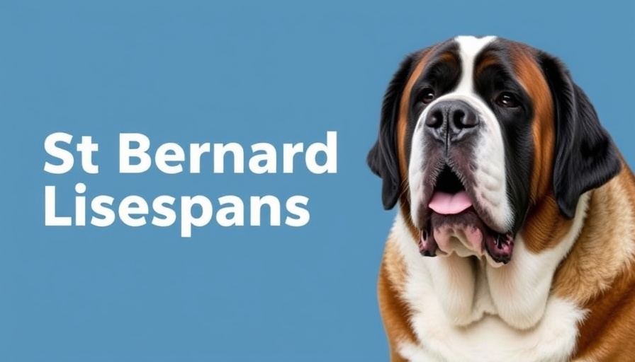 St Bernard Lifespan: How Long Do Saint Bernards Live? (Life Expectancy)
