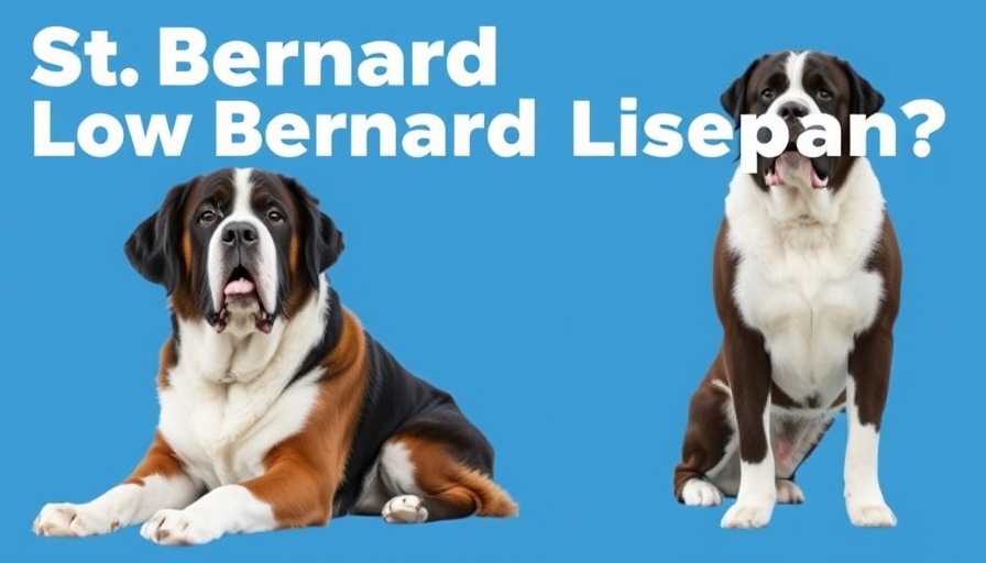 St Bernard Lifespan: How Long Do Saint Bernards Live? (Life Expectancy)