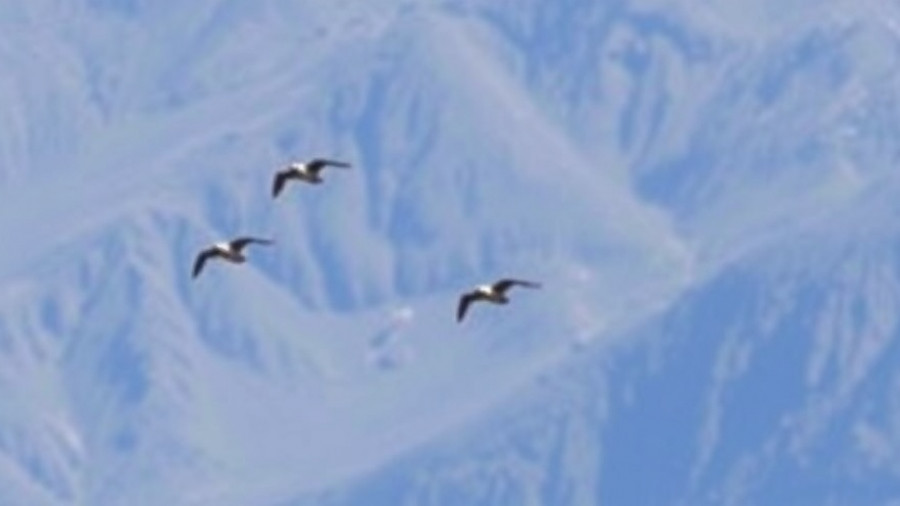 Mexico Takes Flight with a National Strategy to Protect Its Birds