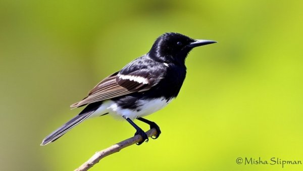Eastern Kingbird by Misha Shipman