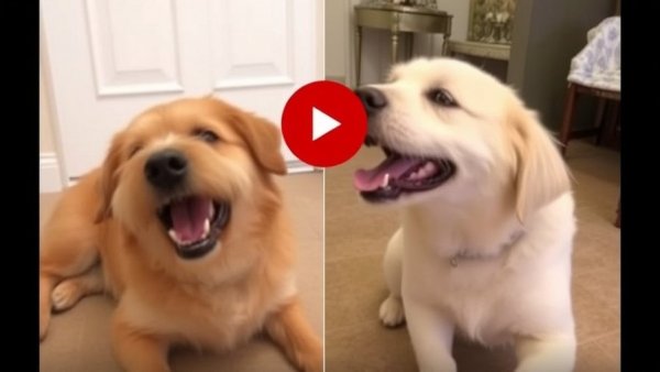 You Will Die Laughing At These Dogs ?? Funniest Cat & Dog Moments Ever Recorded ?