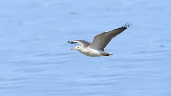 Vital Bird Habitat in the Colorado River Delta at Risk