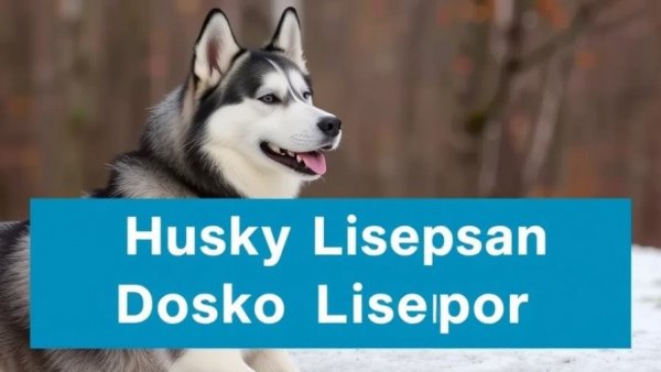 Husky Lifespan: How Long Do Huskies Live? (Life Expectancy)