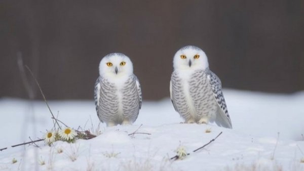 An Unexpected Baby Boom Is Bringing Snowy Owls South This Winter