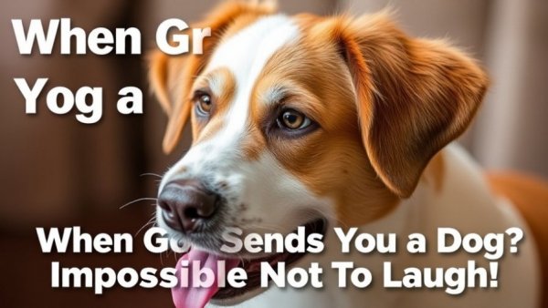 When God Sends You a Dog ? Impossible Not To Laugh!