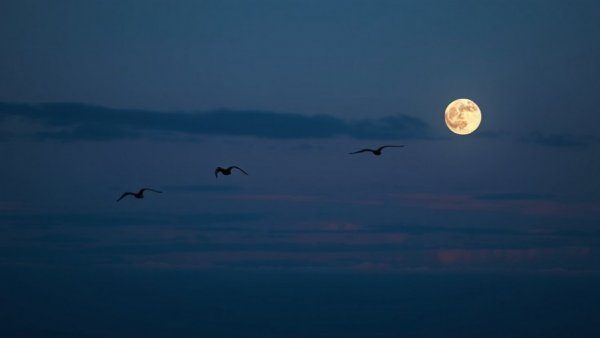 Serene dusk sky with moon and birds, nature's tranquil scene.