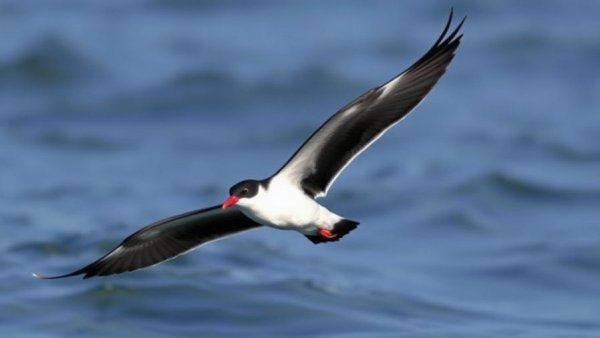 Black Skimmer Tracking Shows A Shift for Fish