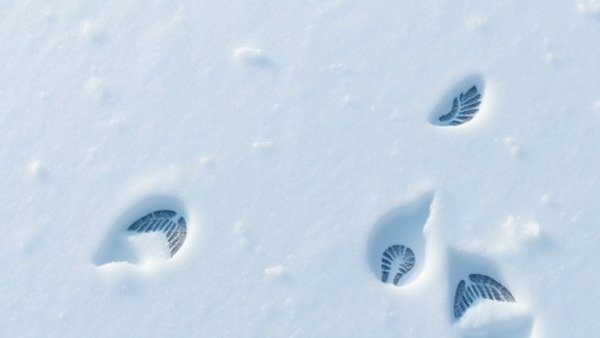 Winter scene in snow showing hawk and mouse tracks, no cosmic conspiracy.