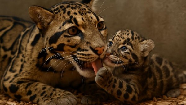 Clouded leopard and cub in zoo enclosure displaying affection, Nashville Zoo news.