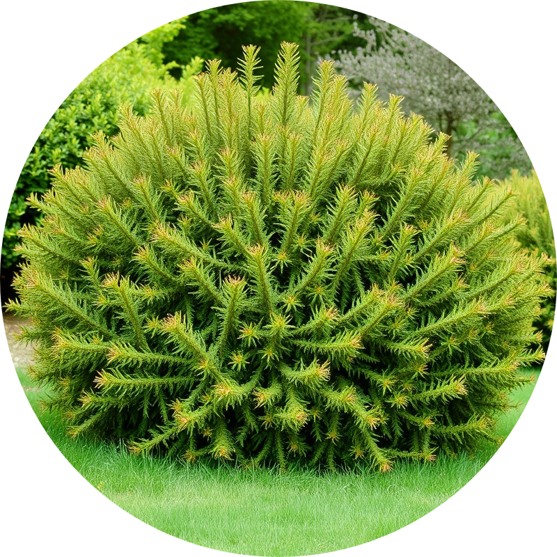 Lush green bush with vibrant foliage in natural sunlight