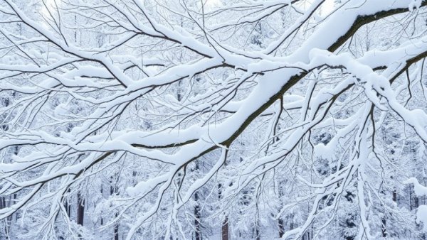 Winter tree problems in Kansas City with snow-laden branches.