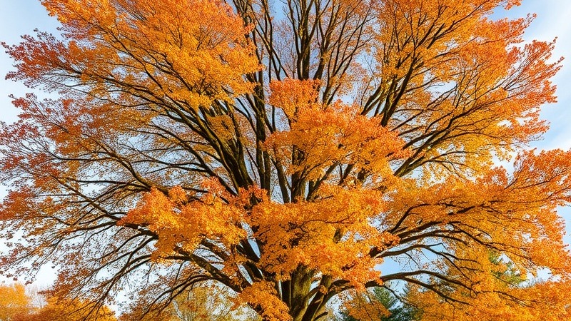 Paul Weaver Arborist Kansas City