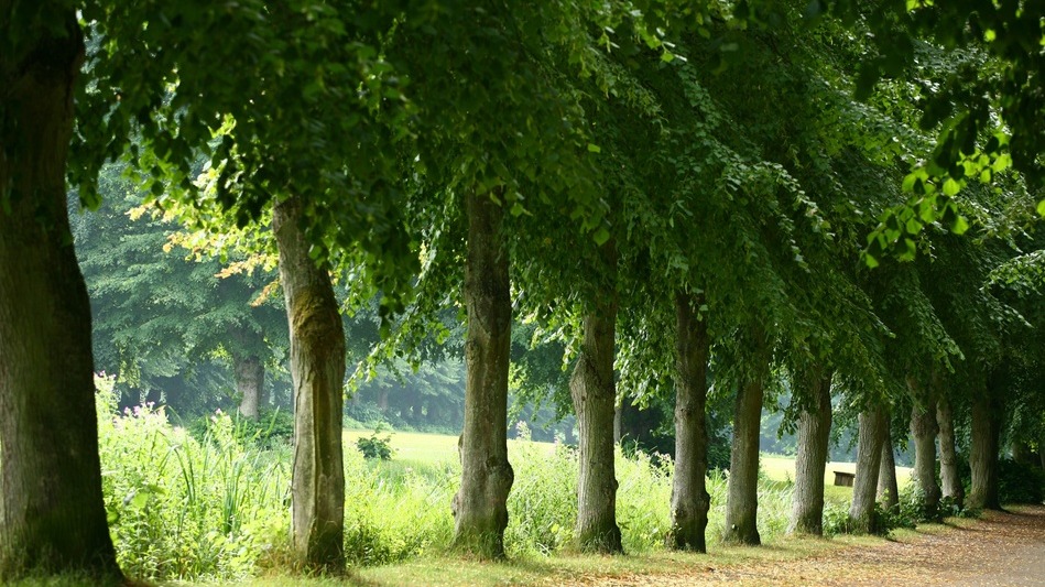 tree health experts | kansas city | paul weaver | 9139338733