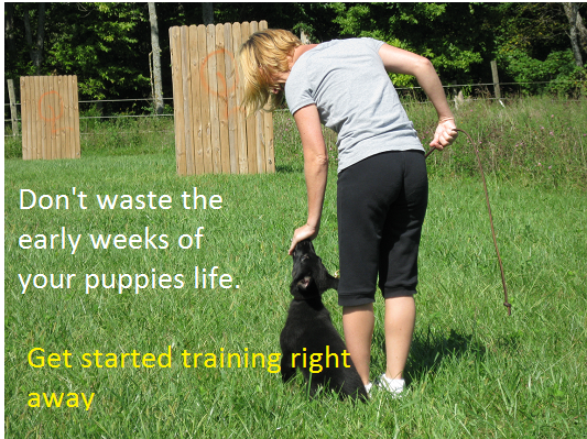 earl's K9 | kansascitydogwhisperer | 913-490-8512 | 