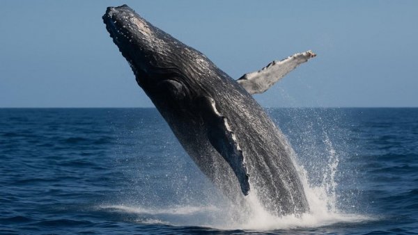 Humpback whale breaching in ocean, showcasing hearing range environment.