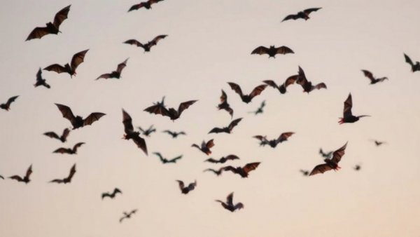 Silhouetted bats in flight against evening sky in L.A. County.