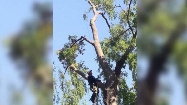Tree trimmer impaled after falling on the job in Canoga Park