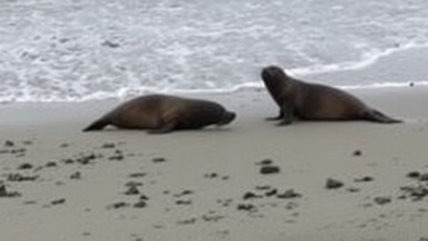 Pair wanted for throwing rocks at seal at Marin County beach, authorities say
