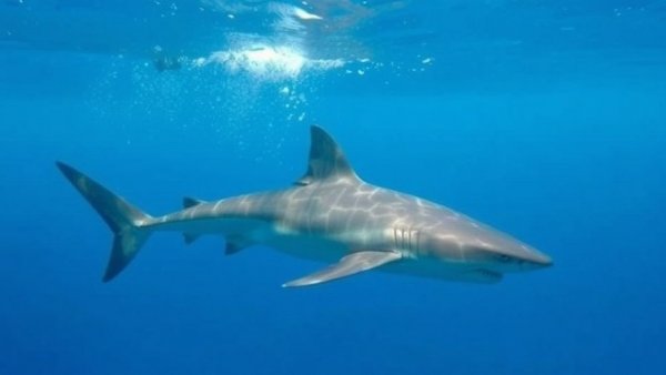 Shark attack confirmed as cause of death for missing swimmer in Monterey County