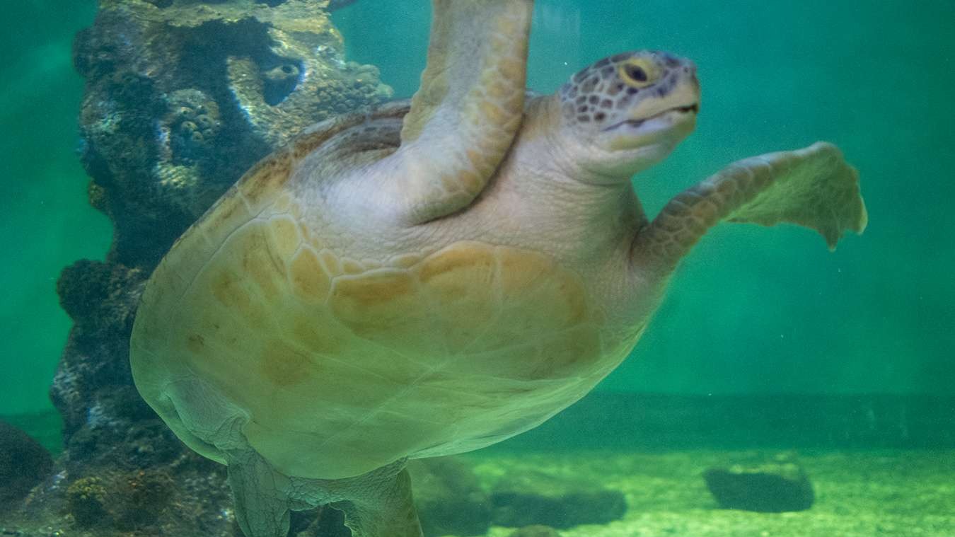 Serene sunrise at family-friendly South Padre Island beach