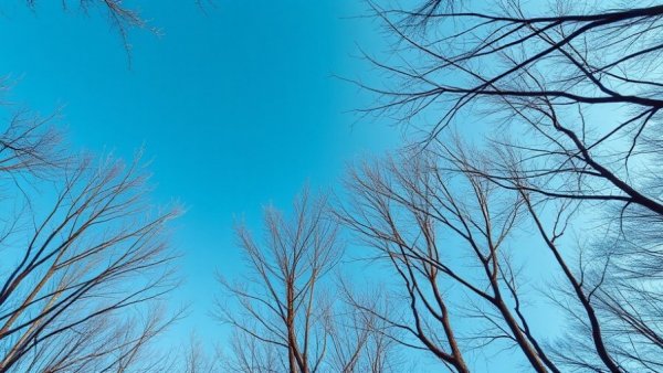 Serene view of blue sky and trees, emphasizing nature's tranquility.