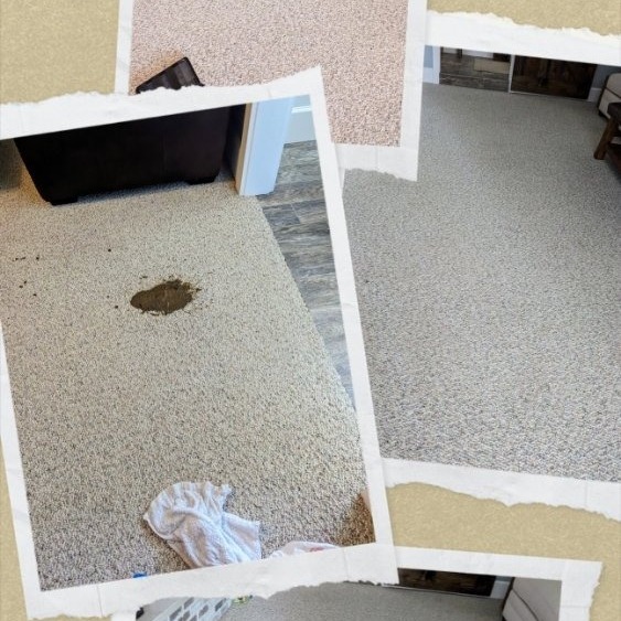 pet feces carpet cleanup