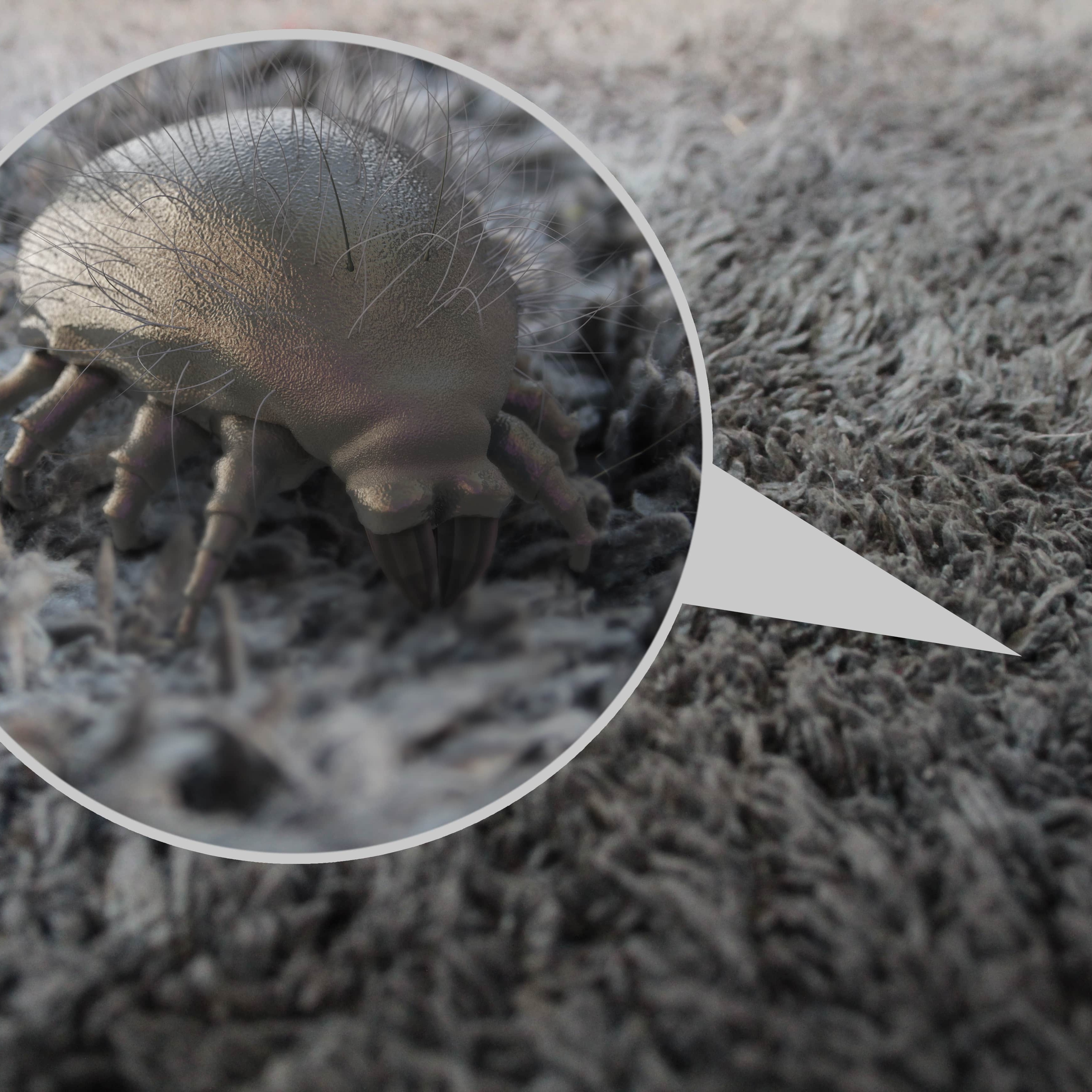 tiny mite in the carpet fiber