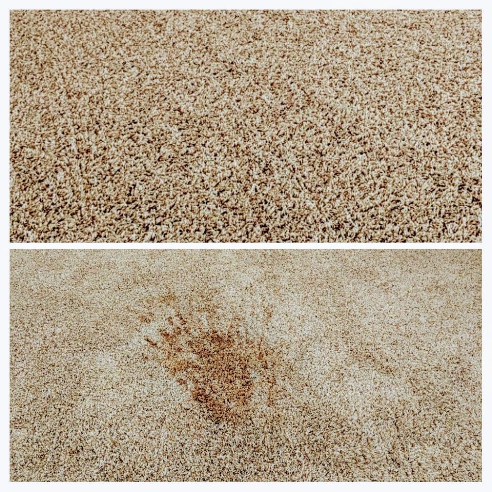 biohazard carpet cleaning