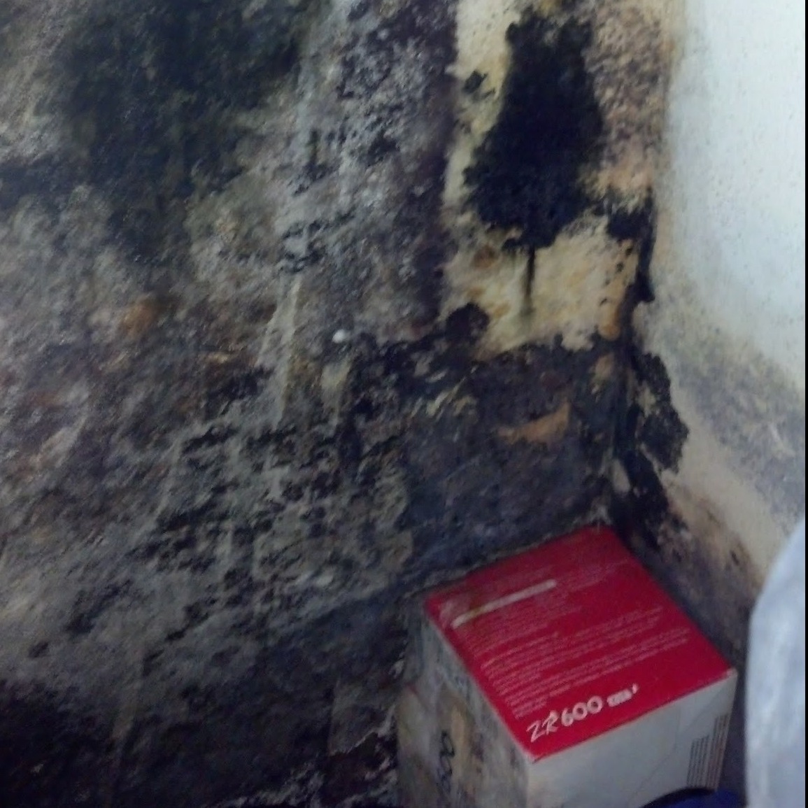 mold growth from water damage