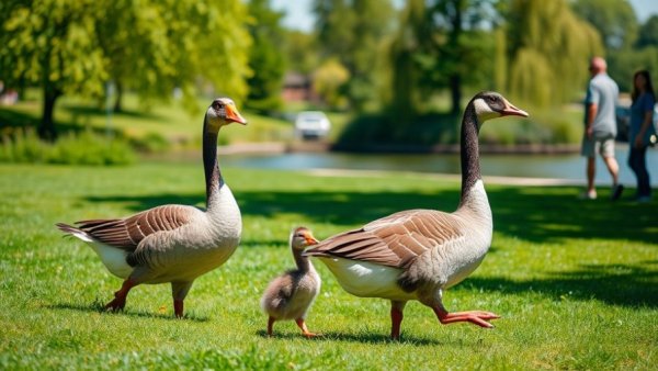 Pet behavior problems showcased by geese walking in a park.