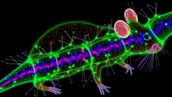NAD+ Rescues Mouse Tauopathy by Fixing Alternative Splicing
